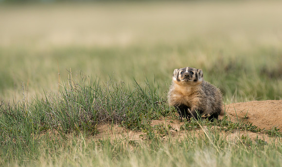 Badgerling-00521