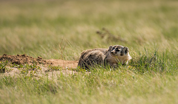 Badger-09896