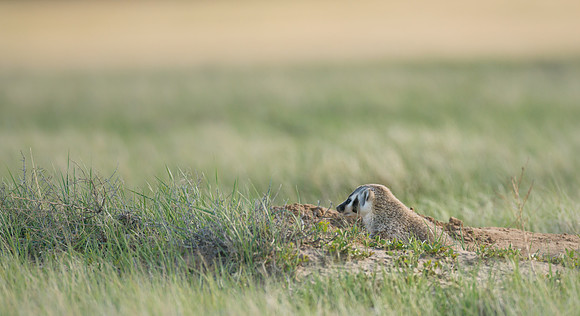 Badger-09937