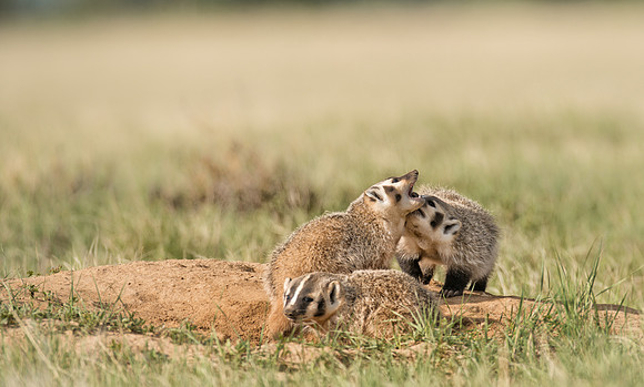 Badgerling-00423