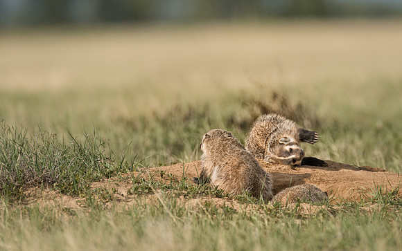 Badgerling-00457