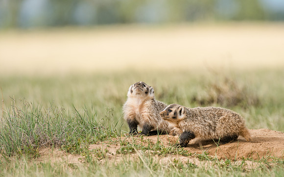 Badgerling-00472