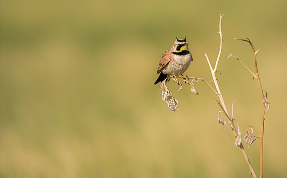 Horned Lark-09977
