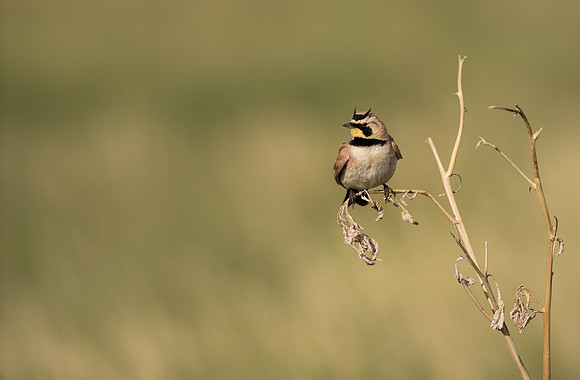 Horned Lark-09990