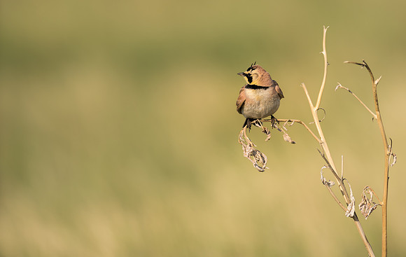 Horned Lark-09991