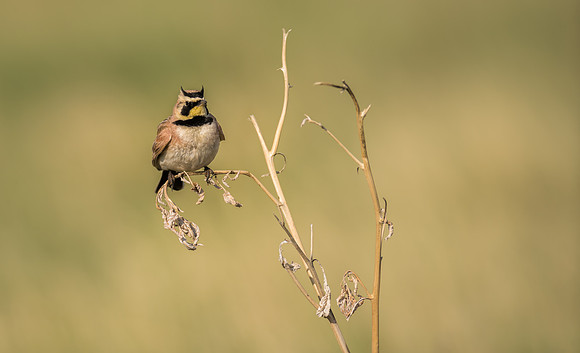 Horned Lark-09992