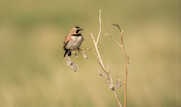 Horned Lark-00001