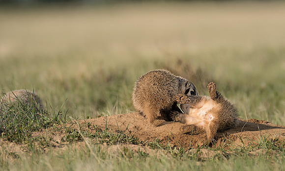 Badgerling-00332
