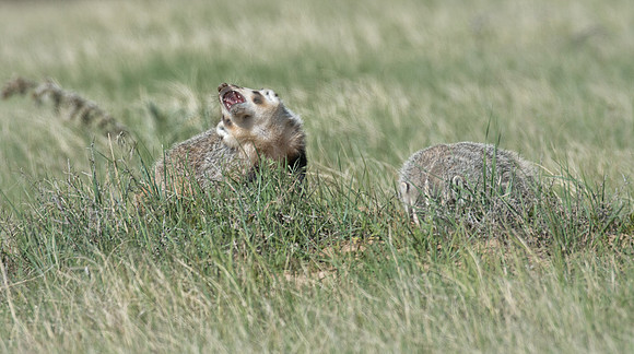 Badgerling-39