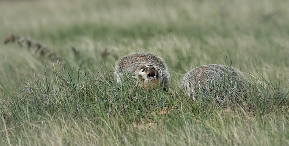 Badgerling-41