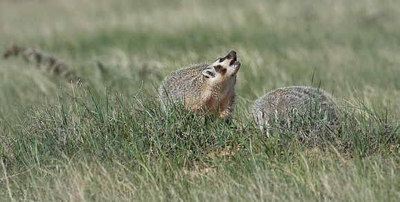 Badgerling-42