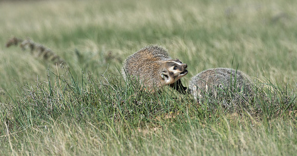 Badgerling-43