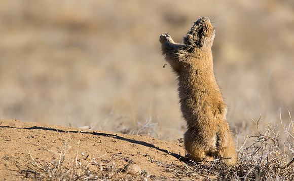 Dancing Prairie Dog-3166