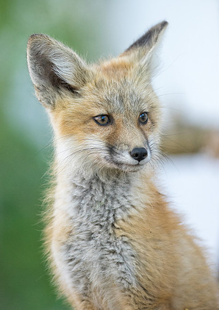 Fox Kit-01530