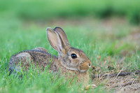 Bunny-4378
