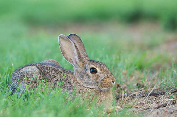 Bunny-4378