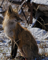 2021 Fox Den