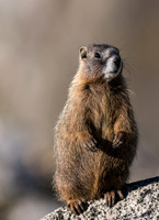Marmot Standing-04106