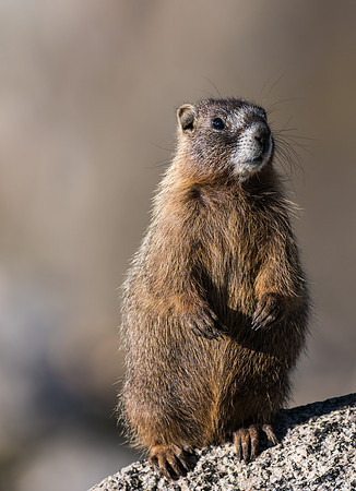 Marmot Standing-04106