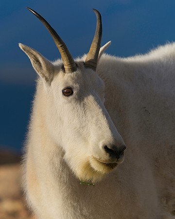 MT EVANS 8-20 (429)