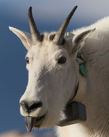 MT EVANS 8-20 (404)