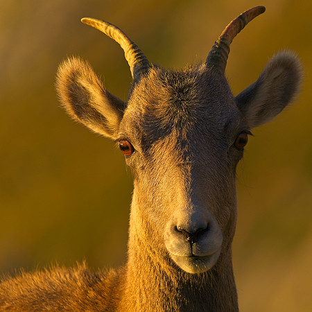 MT EVANS 8-20 (29)