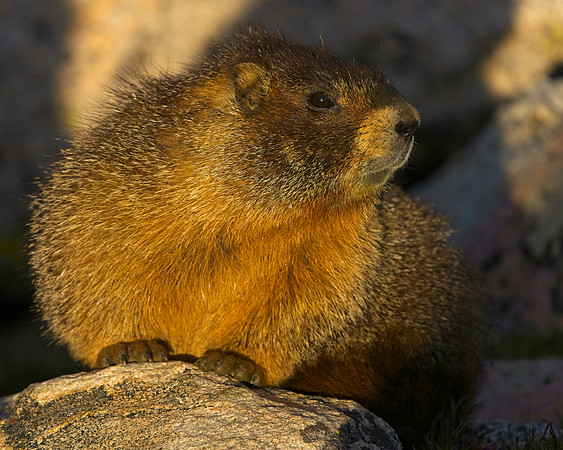 MT EVANS 8-20 (95)