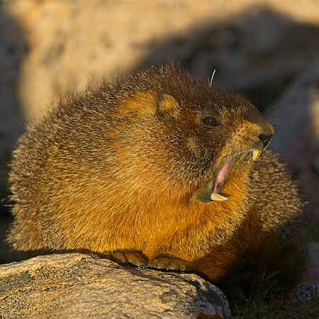 MT EVANS 8-20 (133)