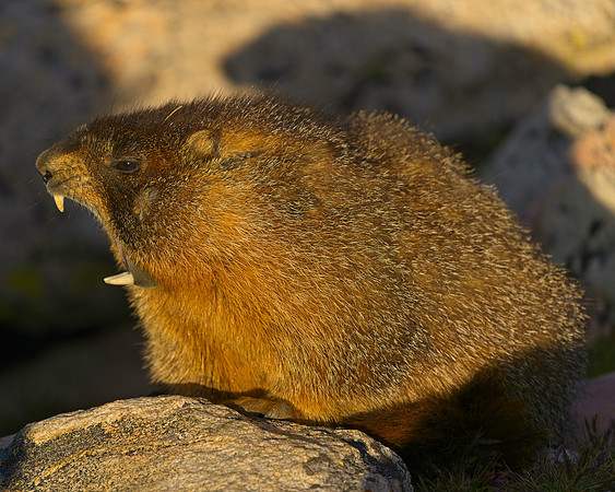 MT EVANS 8-20 (143)