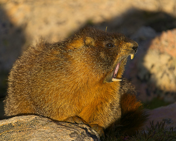 MT EVANS 8-20 (158)