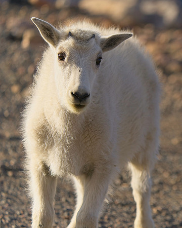 MT EVANS 8-20 (281)