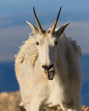 MT EVANS 8-20 (310)
