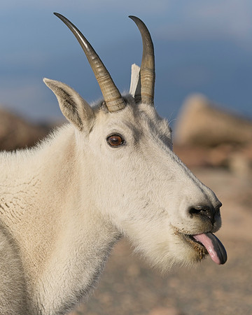 MT EVANS 8-20 (322)