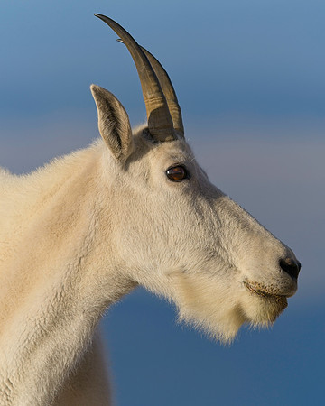 MT EVANS 8-20 (318)