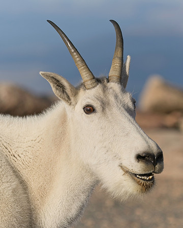MT EVANS 8-20 (326)