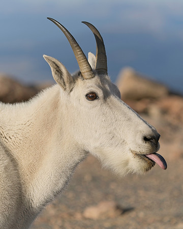 MT EVANS 8-20 (330)