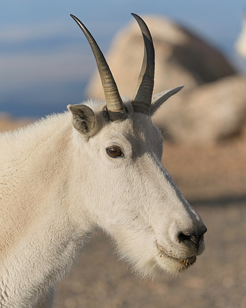 MT EVANS 8-20 (344)