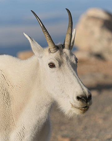 MT EVANS 8-20 (350)