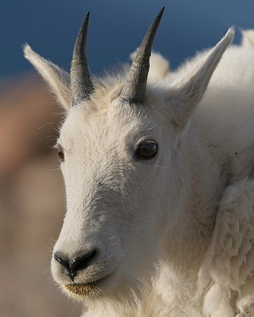 MT EVANS 8-20 (372)
