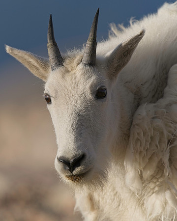 MT EVANS 8-20 (387)