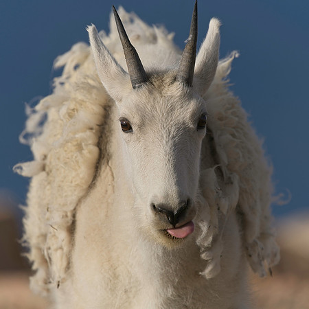 MT EVANS 8-20 (394)