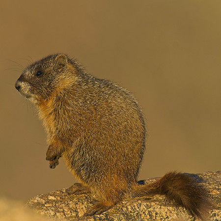 MT EVANS 8-20 (49)
