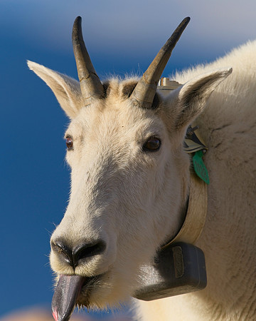 MT EVANS 8-20 (400)