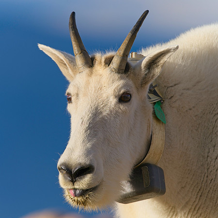 MT EVANS 8-20 (405)
