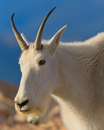 MT EVANS 8-20 (433)