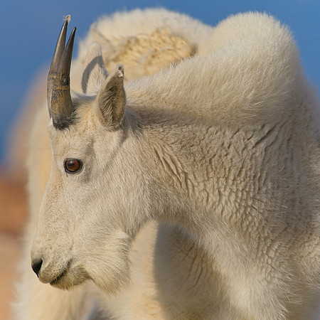MT EVANS 8-20 (442)