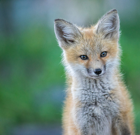 Fox Kit-01558