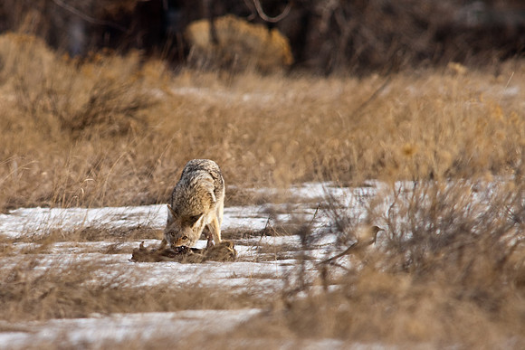 Coyote-9600.jpg