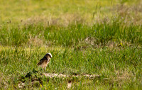 Burrowing Owls