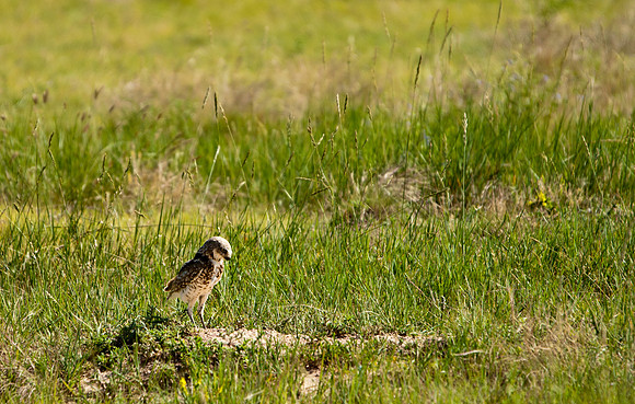 Burrowing Owl-3172
